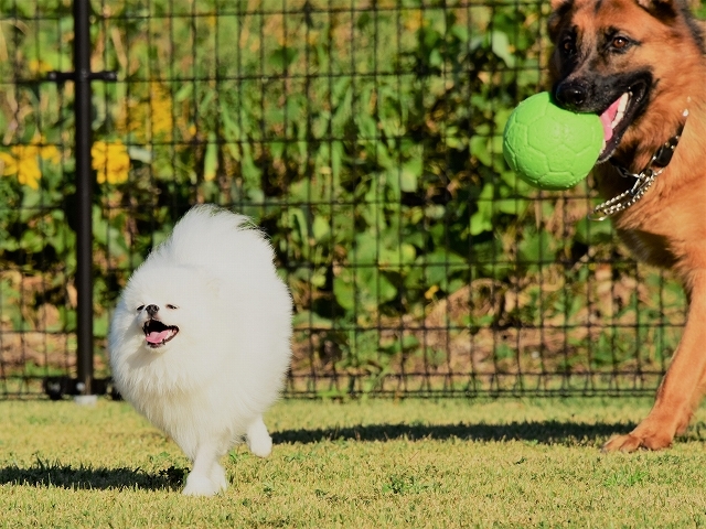 子犬のしつけ_d0360206_19474014.jpg
