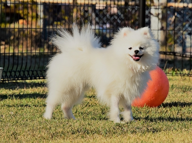 子犬のしつけ_d0360206_19474805.jpg