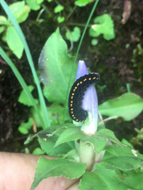 アサマリンドウの花を食べている幼虫 昆虫ブログ むし探検広場 アサマリンドウの花を食べている幼虫 昆虫ブログ むし探検広場