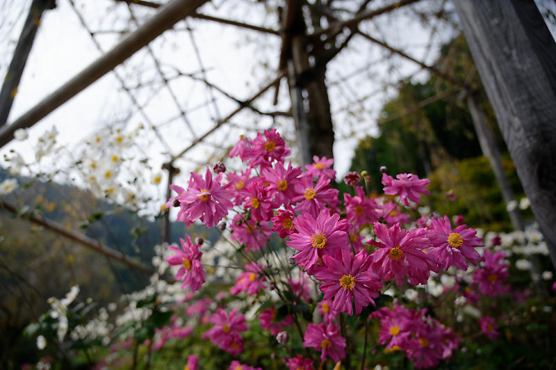 霧の善峯寺_f0032011_19021941.jpg