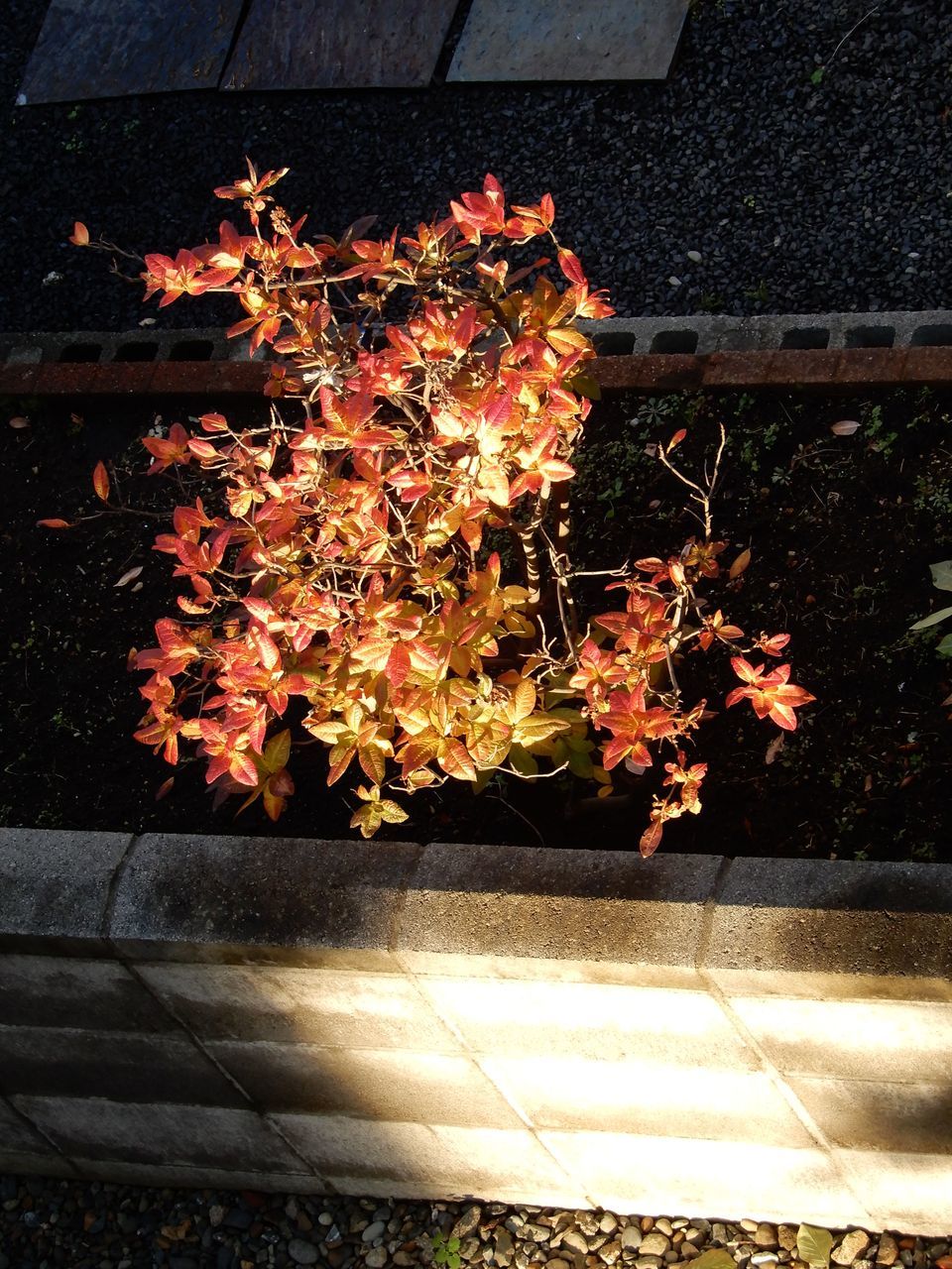 我が家の周辺はこの秋最低の気温_c0025115_21180479.jpg