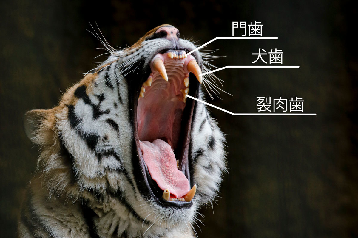 アムールトラの歯の話 犬歯編 Animal Photographys S Blog
