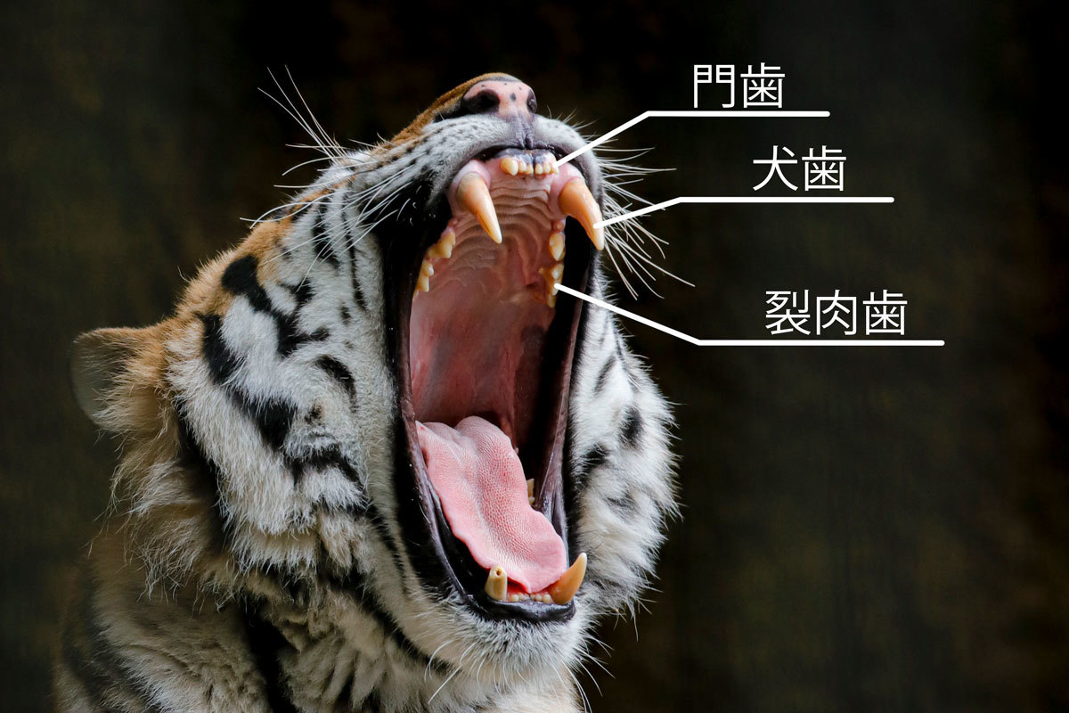 アムールトラの歯の話 犬歯編 Animal Photographys S Blog アムールトラの歯の話 犬歯編 Animal Photographys S Blog