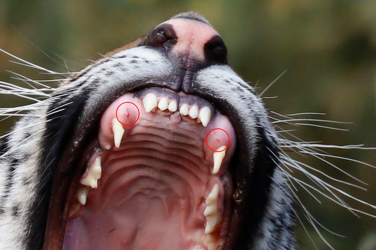 アムールトラの歯の話 犬歯編 Animal Photographys S Blog アムールトラの歯の話 犬歯編 Animal Photographys S Blog