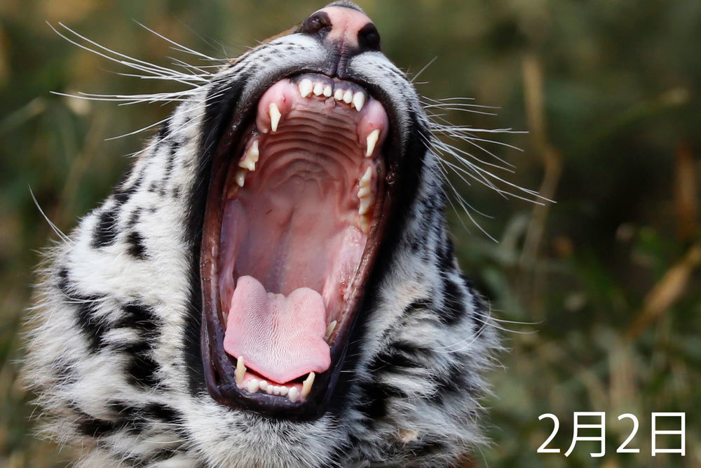 アムールトラの歯の話 犬歯編 Animal Photographys S Blog アムールトラの歯の話 犬歯編 Animal Photographys S Blog