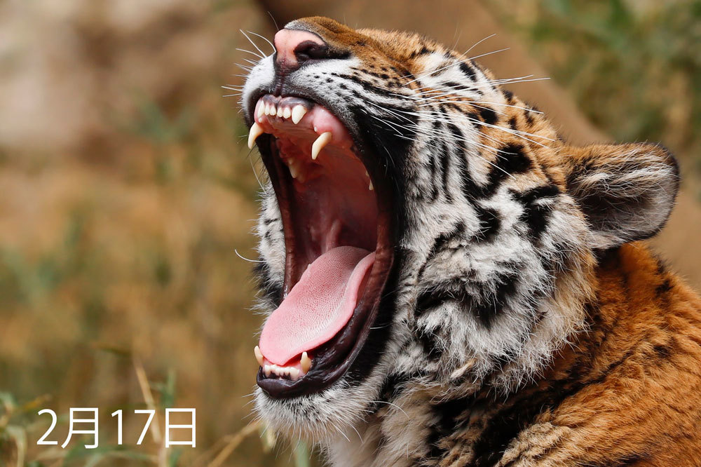 アムールトラの歯の話 犬歯編 Animal Photographys S Blog アムールトラの歯の話 犬歯編 Animal Photographys S Blog
