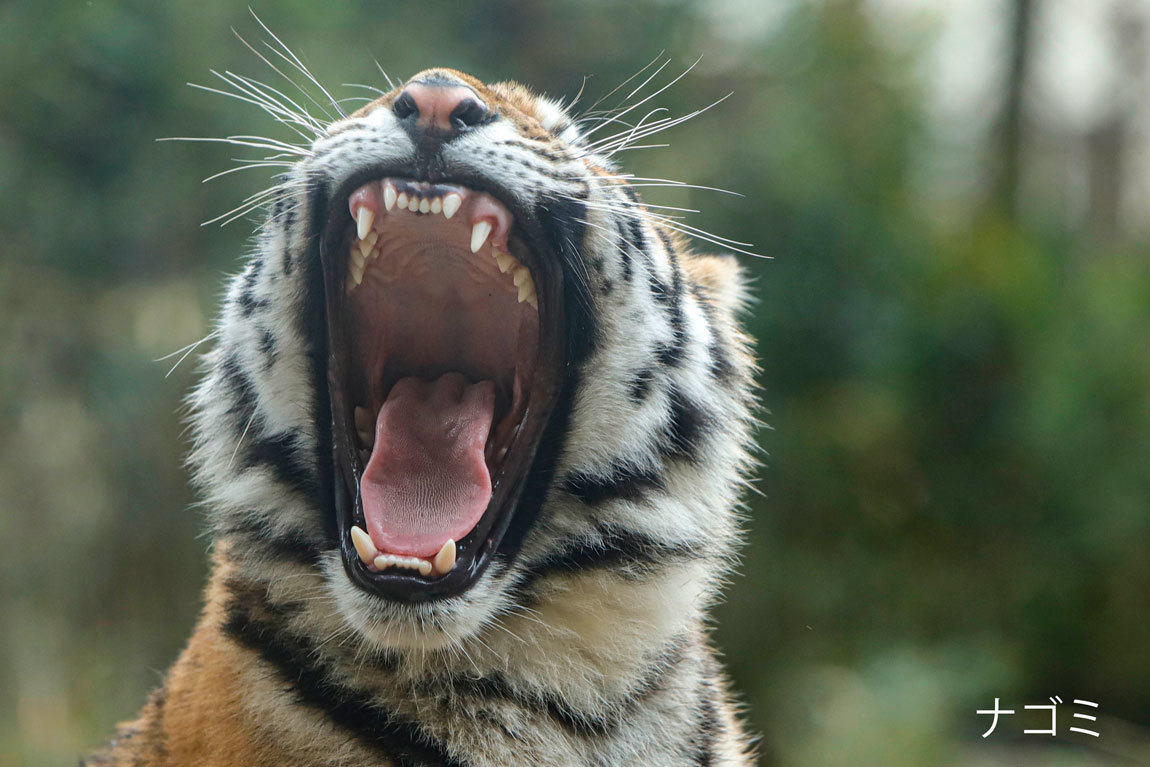 アムールトラの歯の話 犬歯編 Animal Photographys S Blog アムールトラの歯の話 犬歯編 Animal Photographys S Blog