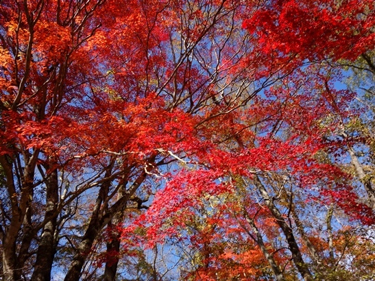 10白老ポロト湖自然休養林の紅葉 ゆうゆうタイム 10白老ポロト湖自然休養林の紅葉 ゆうゆうタイム