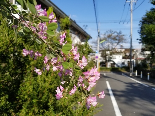 柳田国男の本願 「小説をめぐって 発掘エッセイ・セレクション」(井上ひさし)_e0016828_10205432.jpg