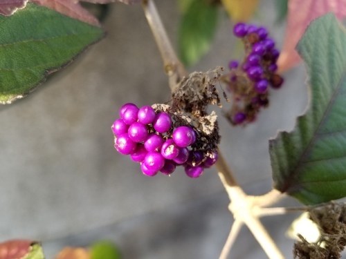 柳田国男の本願 「小説をめぐって 発掘エッセイ・セレクション」(井上ひさし)_e0016828_10211482.jpg