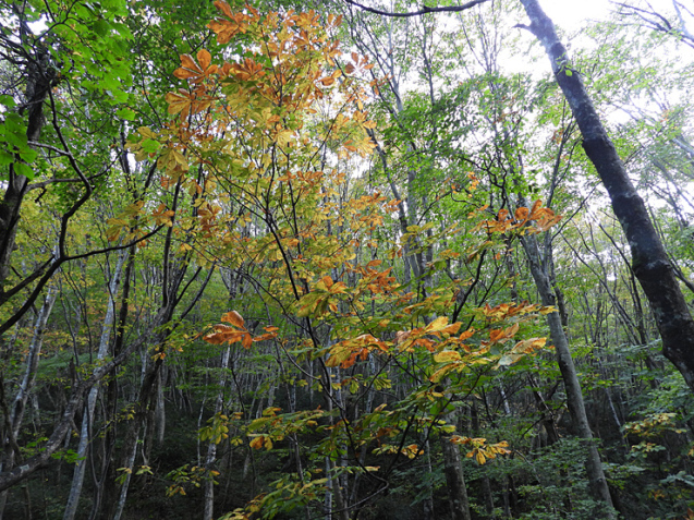 紅葉の大万木山①_f0214649_19342893.jpg