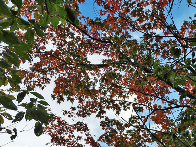 紅葉の大万木山①_f0214649_19393602.jpg