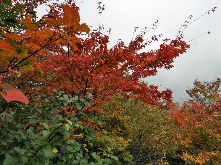 紅葉の大万木山①_f0214649_19403270.jpg