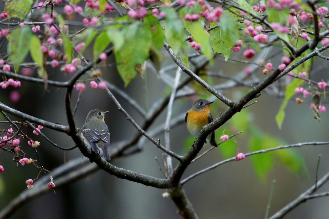 マユミの花にムギマキ－２_f0366449_23321947.jpg