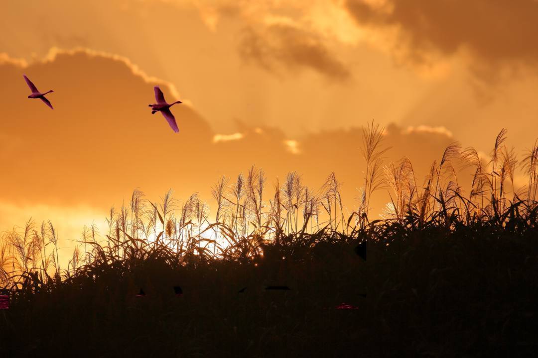 夕方の白鳥_e0403850_14011105.jpg