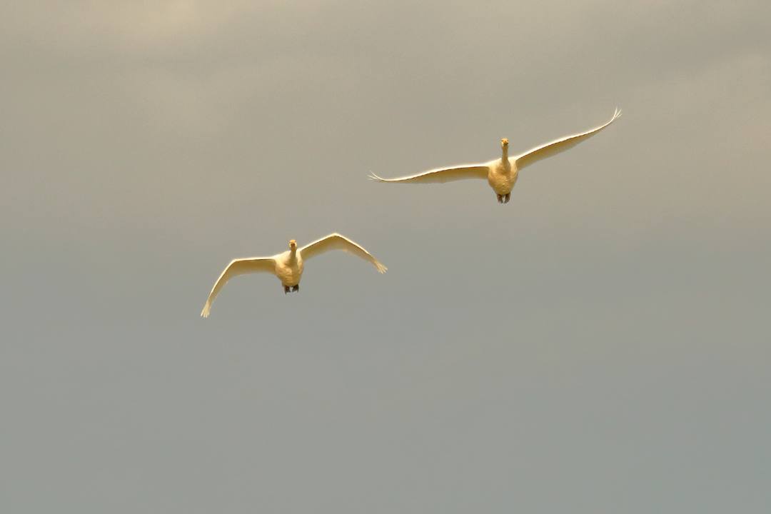 夕方の白鳥_e0403850_14091291.jpg