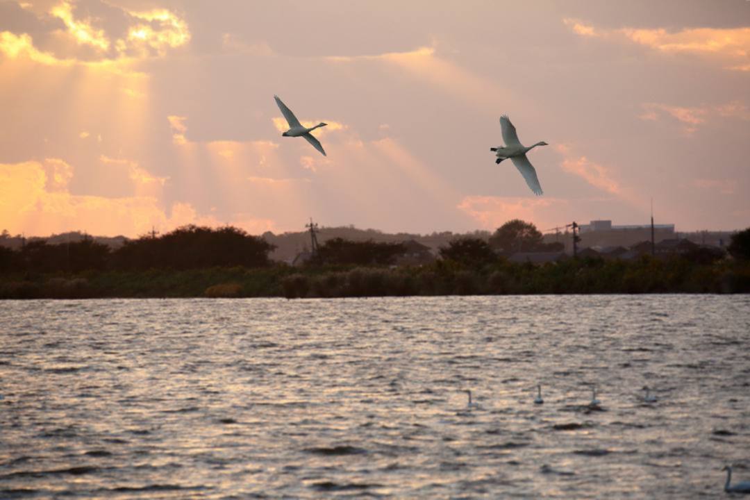 夕方の白鳥_e0403850_19302668.jpg