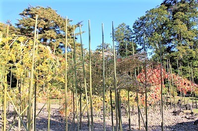 弘前城植物園菊の展示_2020.10.28撮影_d0131668_13422940.jpg