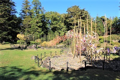 弘前城植物園菊の展示_2020.10.28撮影_d0131668_13430741.jpg