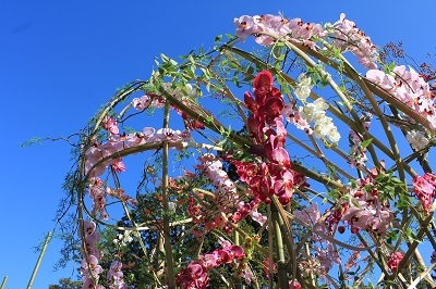 弘前城植物園菊の展示_2020.10.28撮影_d0131668_13440956.jpg