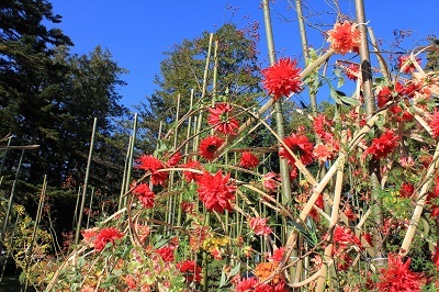弘前城植物園菊の展示_2020.10.28撮影_d0131668_13442923.jpg