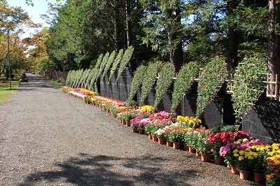 弘前城植物園菊の展示_2020.10.28撮影_d0131668_13474141.jpg