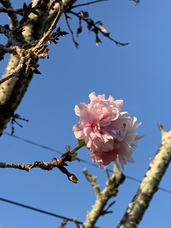 八重桜~秋に咲いてもいいよね_c0344679_19080474.jpeg
