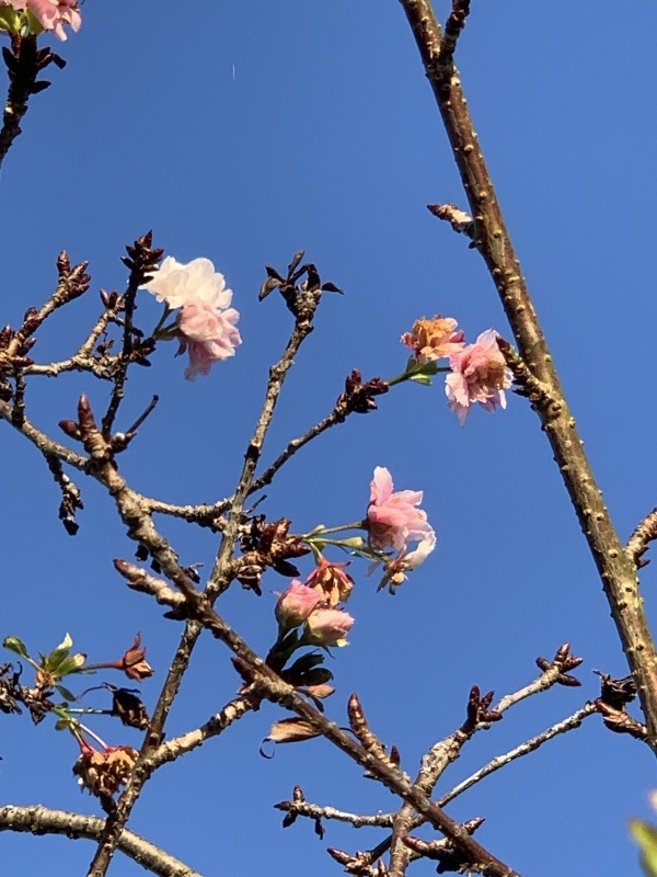 八重桜~秋に咲いてもいいよね_c0344679_19082319.jpeg