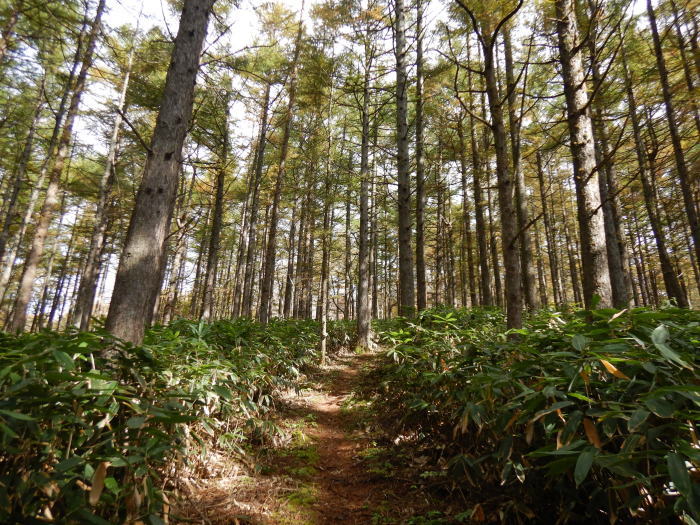 吾妻山・中津川 ～ ２０２０年１０月１８日～１９日_f0170180_06245376.jpg