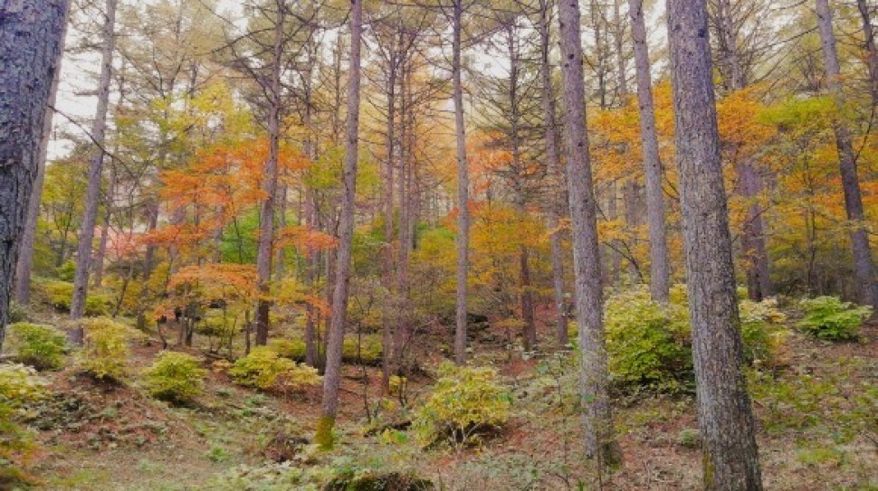 伊香保森林公園　榛名山　車中泊仲間_c0212083_20120192.jpg