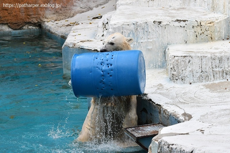 ２０２０年９月　天王寺動物園　その１_a0052986_07512460.jpg