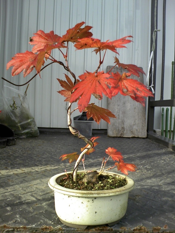 ハウチワカエデの紅葉 : 盆栽便り