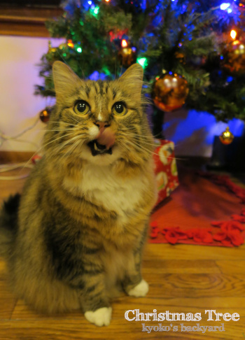 クリスマスツリーと猫 夜編 Kyoko S Backyard アメリカで田舎暮らし クリスマスツリーと猫 夜編 Kyoko S Backyard アメリカで田舎暮らし