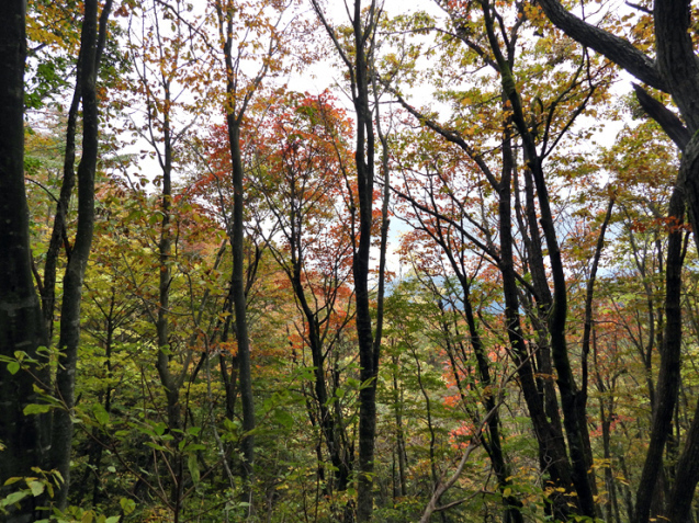 紅葉の大万木山①_f0214649_03302222.jpg