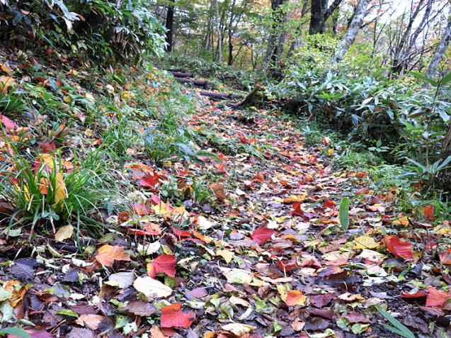 紅葉の大万木山①_f0214649_03305329.jpg