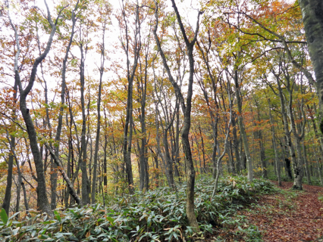 紅葉の大万木山①_f0214649_03311780.jpg
