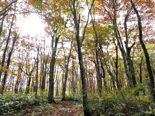 紅葉の大万木山①_f0214649_03313827.jpg