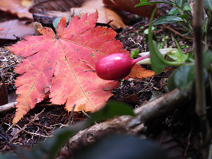 紅葉の大万木山①_f0214649_03471397.jpg