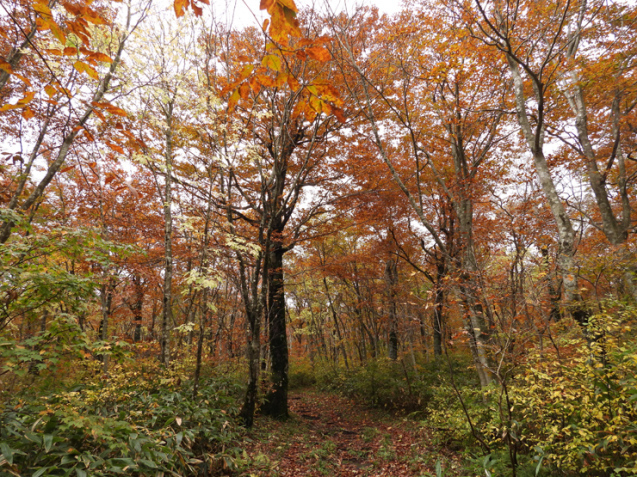 紅葉の大万木山①_f0214649_03500201.jpg