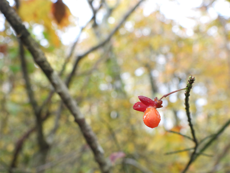 紅葉の大万木山①_f0214649_03503281.jpg