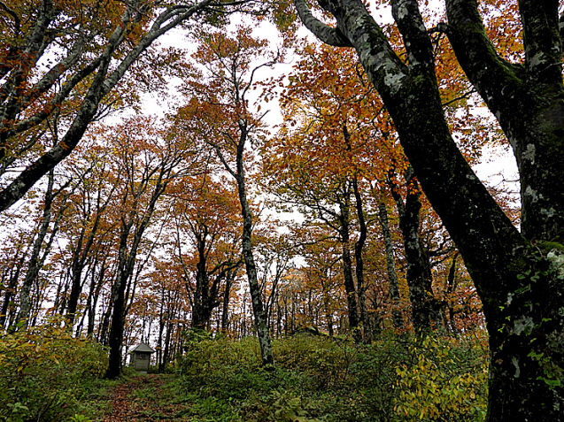 紅葉の大万木山①_f0214649_03570033.jpg