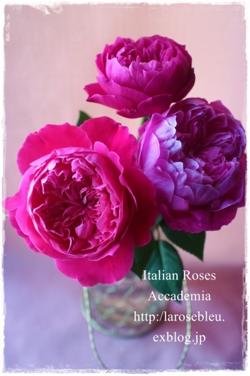 色の変化が美しい アカデミア La Rose 薔薇の庭