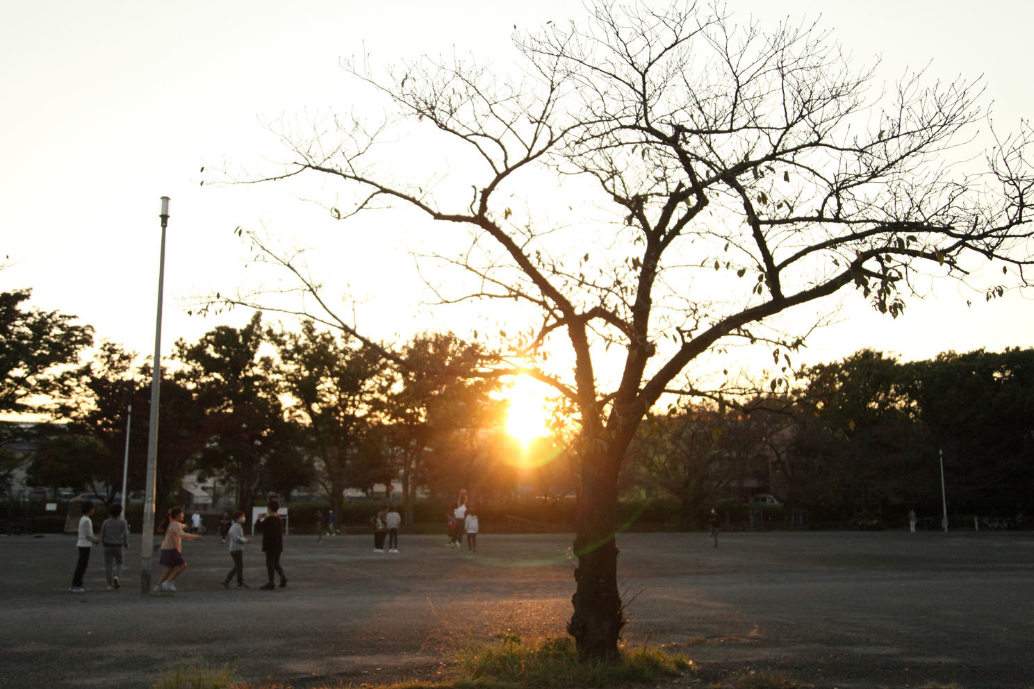 柿と夕景とにゃんこさん_c0299360_23210598.jpg