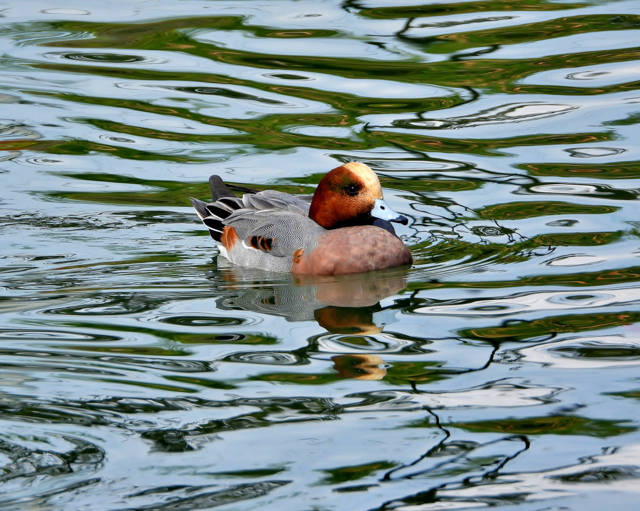 三ツ寺公園の鳥さんたち_c0305565_17244255.jpg