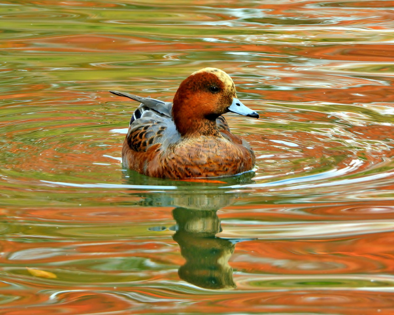 三ツ寺公園の鳥さんたち_c0305565_17250340.jpg