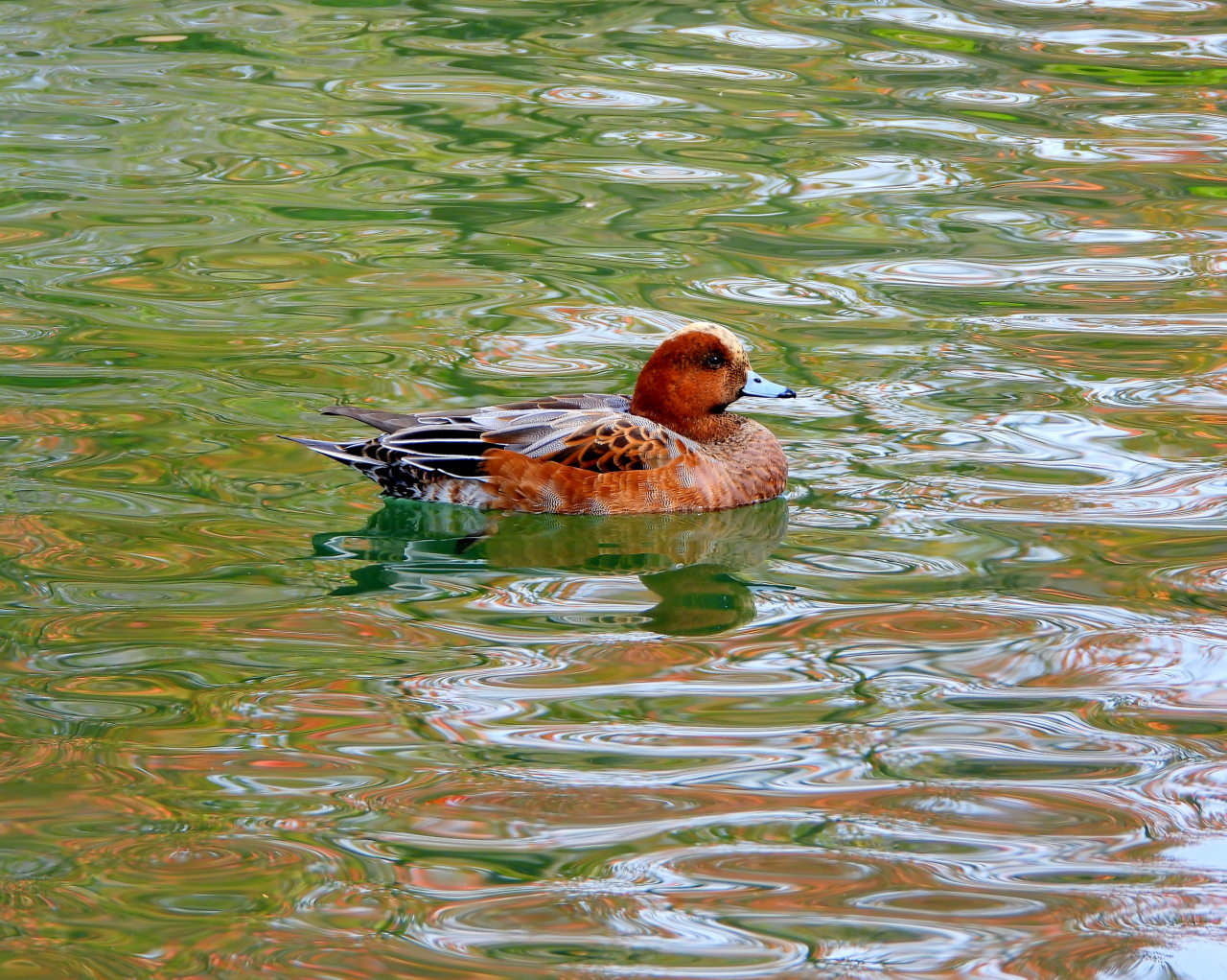 三ツ寺公園の鳥さんたち_c0305565_17252236.jpg