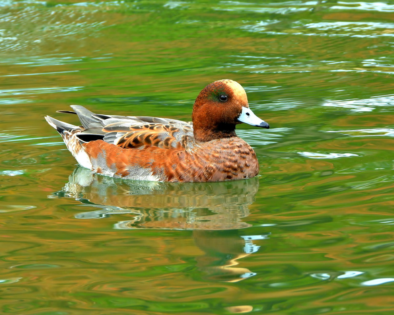 三ツ寺公園の鳥さんたち_c0305565_17254885.jpg