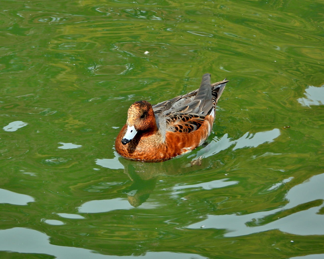 三ツ寺公園の鳥さんたち_c0305565_17260760.jpg