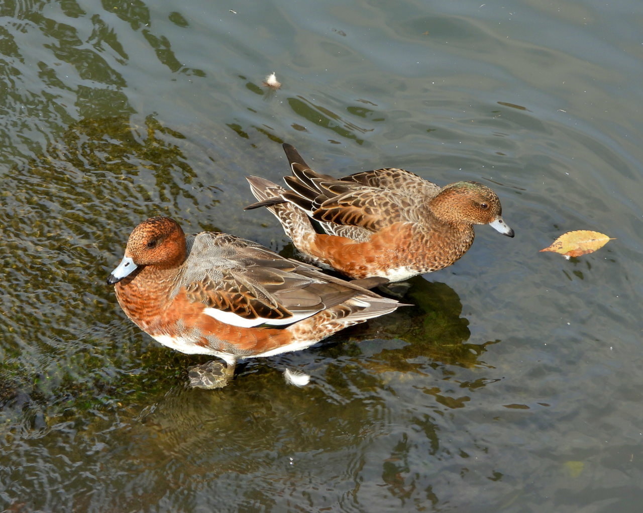 三ツ寺公園の鳥さんたち_c0305565_17272015.jpg