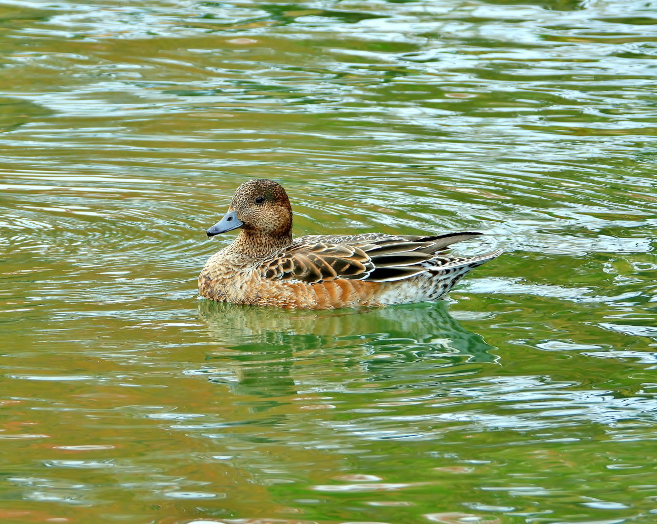 三ツ寺公園の鳥さんたち_c0305565_17274780.jpg